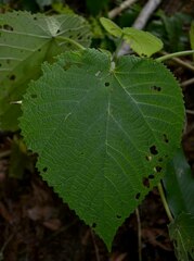 Dendrocnide moroides