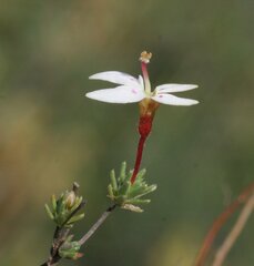 Stylidium repens
