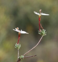 Stylidium repens