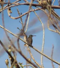 Cynanthus latirostris
