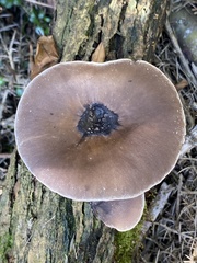 Pleurotus australis