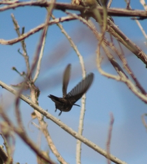 Cynanthus latirostris