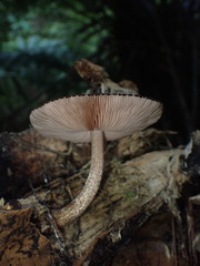 Pluteus perroseus