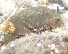 Dendrodoris arborescens