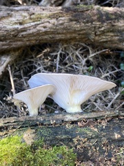 Pleurotus australis