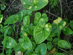 Phyllosiphon arisari