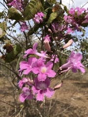 Bignonieae