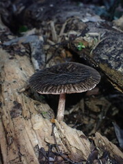 Pluteus perroseus