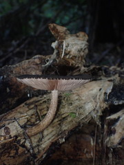 Pluteus perroseus