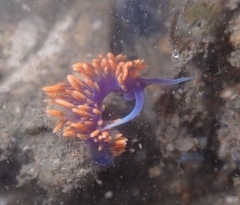 Flabellinopsis iodinea