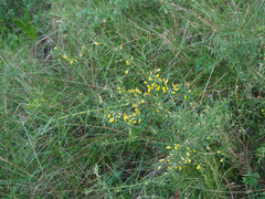 Ulex parviflorus