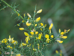 Ulex parviflorus