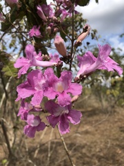 Bignonieae