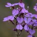 Stylidium imbricatum - Photo (c) geoffbyrne, some rights reserved (CC BY-NC)