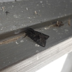 Neumichtis nigerrima