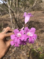 Bignonieae