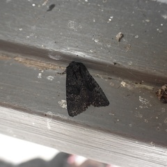 Neumichtis nigerrima