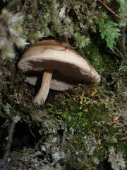 Fistulinella viscida