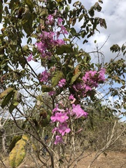 Bignonieae