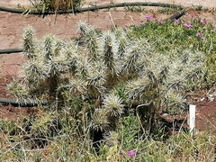 Cylindropuntia