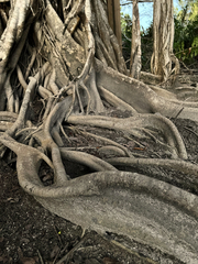 Ficus crassinervia