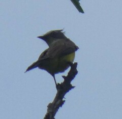 Myiozetetes granadensis