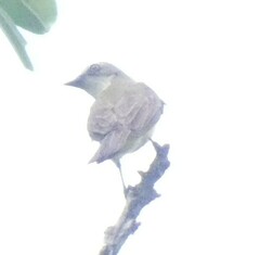 Myiozetetes granadensis