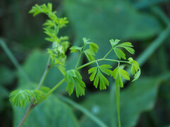 Fumaria