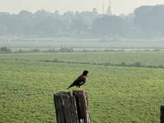 Acridotheres tristis