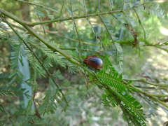 Dicranosterna immaculata