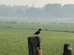 Acridotheres tristis