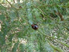 Dicranosterna immaculata