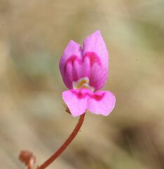 Stylidium fluminense