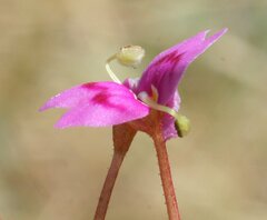 Stylidium fluminense