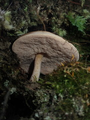 Fistulinella viscida