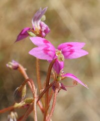 Stylidium fluminense