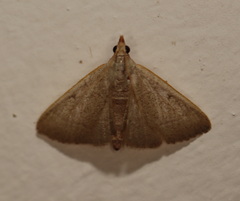 Hypsopygia albidalis