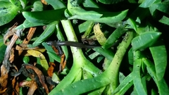 Batrachoseps major major