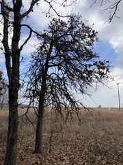 Quercus marilandica marilandica