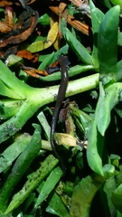 Batrachoseps major major