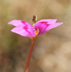 Stylidium fluminense