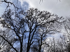 Quercus marilandica marilandica