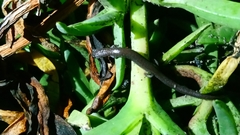 Batrachoseps major major