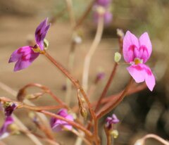Stylidium fluminense
