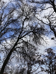 Quercus marilandica marilandica