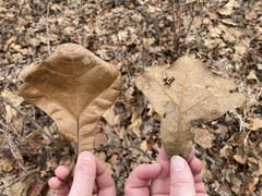 Quercus marilandica marilandica