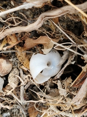 Sonorelix borregoensis