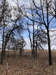 Quercus marilandica marilandica