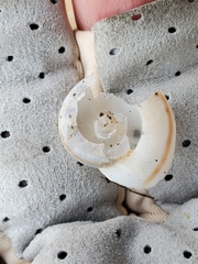 Sonorelix borregoensis