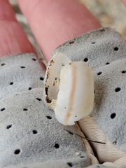 Sonorelix borregoensis